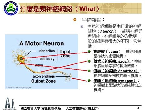 神經細胞形狀|神經細胞 ( neuron )